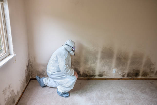 Best Mold Prevention Services  in Woodlawn, OH